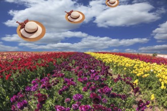 Bright festive colorful blooming field of buttercups. Flying elegant wide-brimmed hats decorated