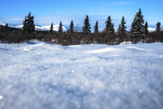 Snowy landscape with trees in the background under a clear sky, Yukon, Canada, North America
