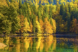 Flood after rain. The quiet lake Lago de Fusine. Fantastically beautiful autumn forests are
