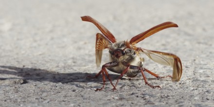 Cockchafer unfolding its wings in front of take-off