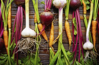 Vegetarian background of fresh organic beetroots green garlic and carrots on kitchen wooden rustic