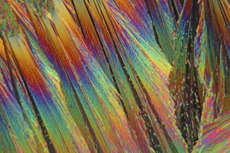 Lanthanum nitrate crystals under the microscope (100x magnification) and in polarised light