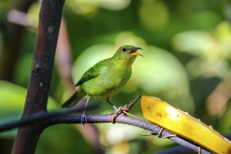 Close-up of a female Green honeycreeper perched on branch near a banana in sunlight, Folha Seca,