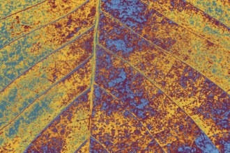 Close up macro view of a dry leaf of autumn season