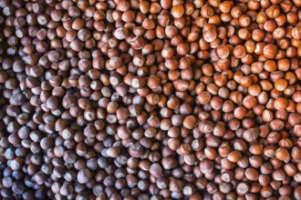 Ripe unshelled hazelnuts as nut background in view