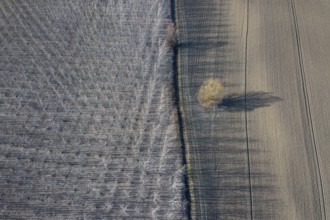 Poplar trees in row countryside Early Spring. Top View