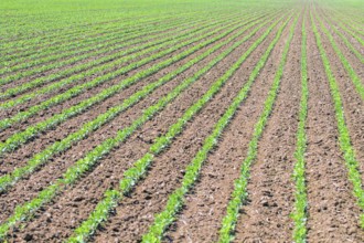 Rows of young green soybeans. Agricultural soy plantation