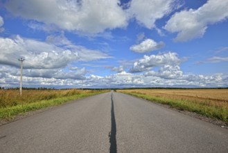 Prospect of the highway and rye fields on the sidelines. Sunny day
