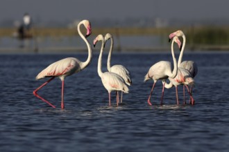 Greater flamingo, nalsarovar, Gujarat, India, Asia