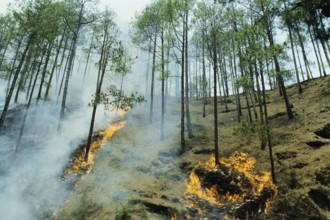 Trees burning in forest fire, Almora, Uttar Pradesh, India, Asia
