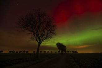 Silhouettes of trees in front of the red-green glow of auroras in the sky, nocturnal, mysterious