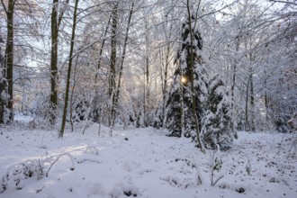 Sunbeams shine through snow-covered trees in a quiet winter forest, creating a peaceful atmosphere,