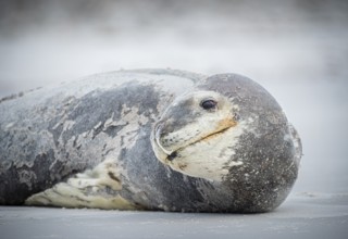 Leopard seal (Hydrurga leptonyx) resting on a beach, Volunteer Point, Falkland Islands, Great