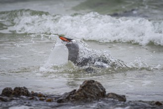 A gentoo penguin (Pygoscelis papua) landing on a beach, Pebble Island, Falkland Islands, Great