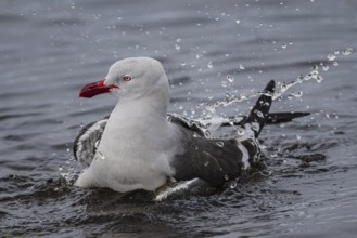 Blood-billed Gull (Leucophaeus scoresbii, also Larus scoresbii), bathing in a freshwater pond,