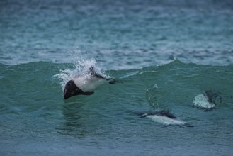 Commerson's dolphins (Cephalorhynchus commersonii), also known as Jacobita or Tonina, surfing in a