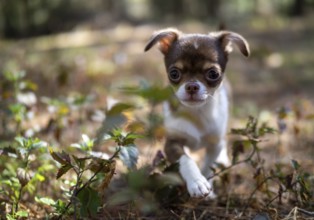 A Chihuahua puppy enjoys a sunny day, its delicate features illuminated by the warm, natural light