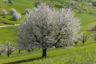 Cherry tree in full bloom, Fricktaler Kirschenweg, Gipf-Oberfrick, Fricktal, Aargau, Switzerland,