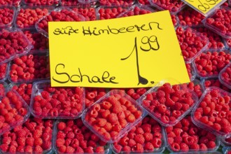 Fresh raspberries in trays with price tag on a market stall for sale, Bremen, Germany, Europe