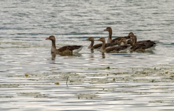 Greylag goose family on the Mindelsee, Bodanrück, Lake Constance