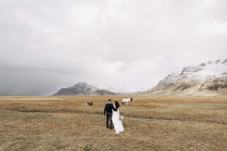 Wedding couple in after with horses. The groom hugs the bride. Destination Iceland wedding photo