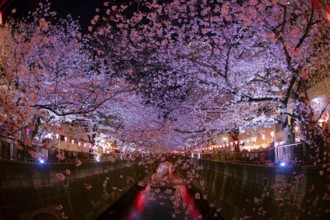 Cherry blossoms in full bloom of Meguro River. Shooting Location: Tokyo metropolitan area