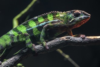 Chichuuka Lee chameleon lurking in the jungle. Shooting Location: Singapore