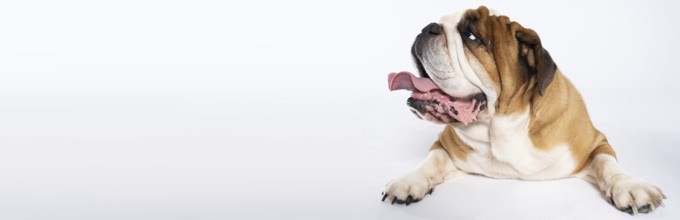 An English Bulldog is lying with its mouth open on a white background. The English Bulldog is a