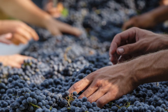 Mesa de seleccion de uvas Merlot, Celler Mesquida-Mora, Porreres, Mallorca, balearic islands,