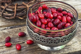 Ripe berry of the dogwood in an old vase on wooden background