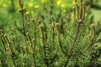 Shallow depth of field photo, young fir with blurred dandelions in back on a sunny day. Abstract