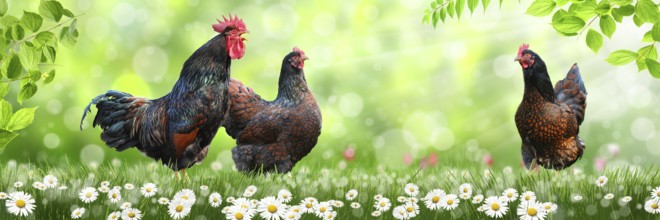 Free-range chickens