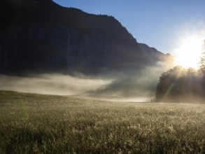 Early morning fog illuminated by the morning sun moves across a flower meadow, Gößler Wand, Gößl,