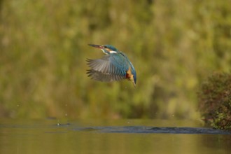 Kingfisher (Alcedo atthis)