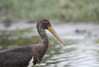 Young black stork