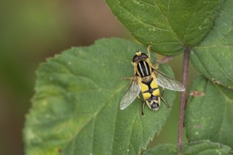Large marsh hoverfly (Helophilus trivittatus)