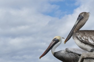 Portrait of two brown pelicans