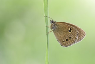 Brown woodland bird (Aphantopus hyperantus) on a leaf
