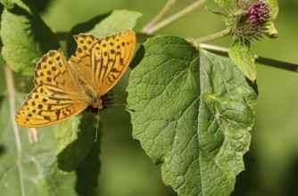 Imperial Cloak (Argynnis paphia) on a leaf