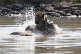 Tiger (Panthera tigris), Bengal tiger or Indian tiger, big cat (Pantherinae), carnivore