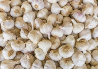 Heap of white garlic bulbs on market place