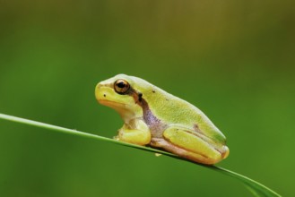 Tree frog, Hyla arborea, suborder Neobatrachia, tree frogs (Arboranae), family of tree frogs,