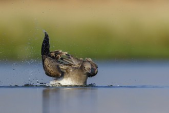 Hemprich's Gull, (Ichthyaetus hemprichii), (Larus hemprichii), Fish Eagle Gull Salalah, Raysut,