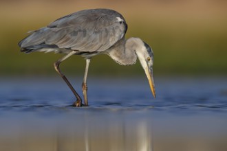 Great Egret, Heron, foraging, (Ardea cinerea) Salalah, Raysut, Dhofar, Oman, Asia