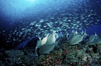 Rabbitfish and shoal of mackerel, Siganus sp., Macarela estornino, Scomber japonicus, Mexico, Lake