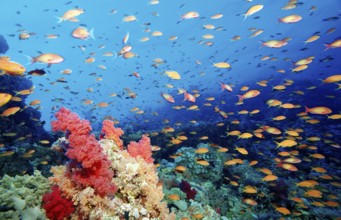 Hawkbill and coral reef, Pseudanthias squamipinnis, Egypt, Africa, Sinai, Sharm el Sheik, Red Sea,