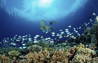 Snorkelling on a coral reef, Maldives, Indian Ocean, Meemu Atoll, Asia