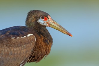 Abdim's stork, rain stork, Abdim, (Ciconia abdimii), African stork species, family of storks,
