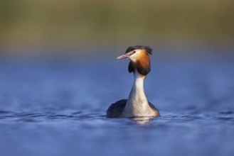 Great Crested Grebe, (Podiceps Scalloped ribbonfish), an animal, floating on the lake, water body,