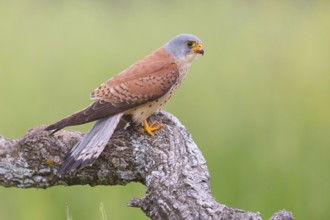 Kestrel, (Falco tinnunculus), falcon family, falcons, perching, foraging